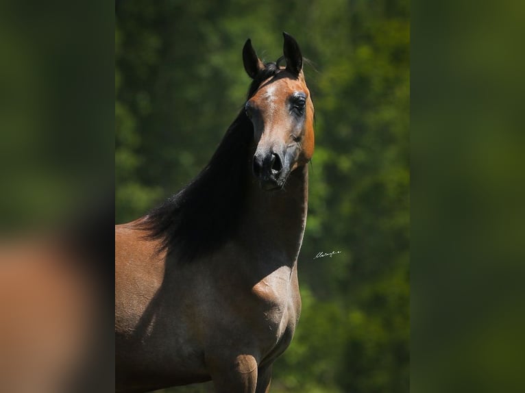 Koń czystej krwi arabskiej Klacz 1 Rok 145 cm Siwa in Wiktorów