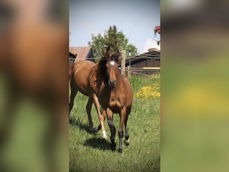 Koń czystej krwi arabskiej Klacz 1 Rok 152 cm Gniada in Krumbach