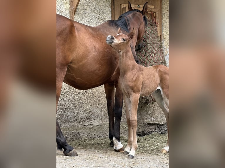 Koń czystej krwi arabskiej Klacz 1 Rok 153 cm Ciemnogniada in Stuhlfelden