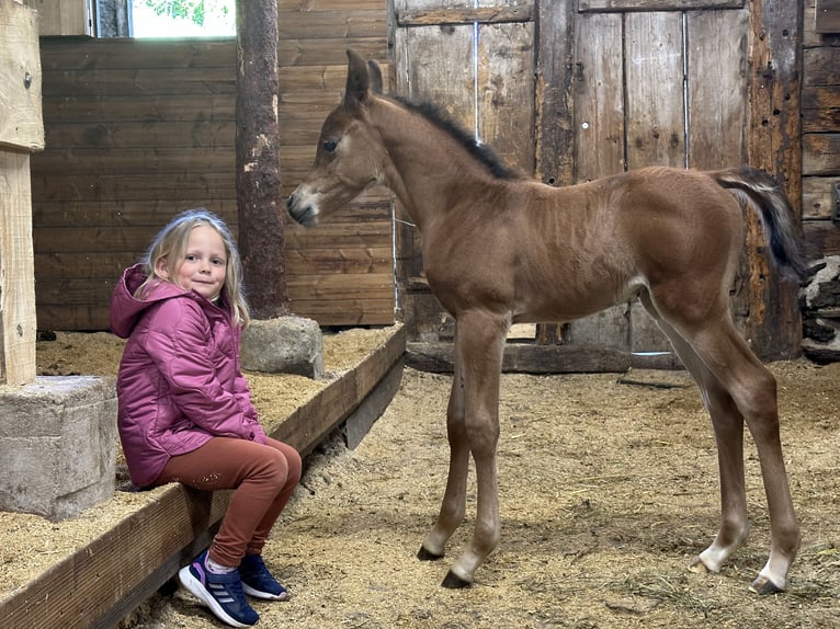 Koń czystej krwi arabskiej Klacz 1 Rok 153 cm Ciemnogniada in Stuhlfelden