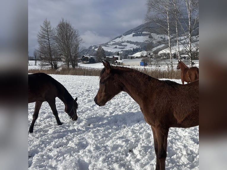 Koń czystej krwi arabskiej Klacz 1 Rok 153 cm Ciemnogniada in Stuhlfelden