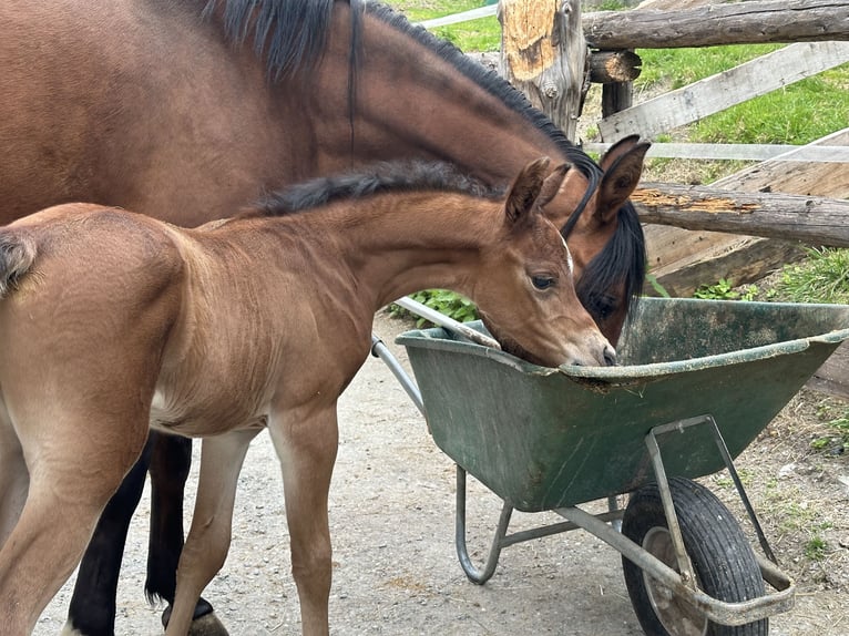 Koń czystej krwi arabskiej Klacz 1 Rok 153 cm Ciemnogniada in Stuhlfelden