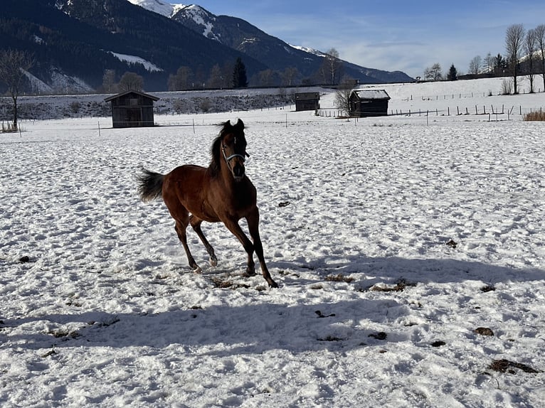 Koń czystej krwi arabskiej Klacz 1 Rok 153 cm Ciemnogniada in Stuhlfelden