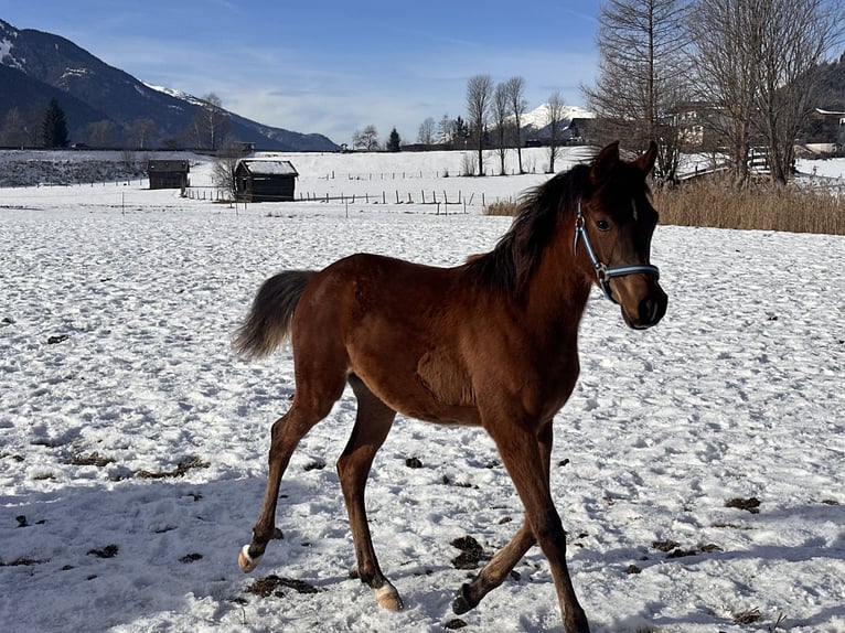 Koń czystej krwi arabskiej Klacz 1 Rok 153 cm Ciemnogniada in Stuhlfelden