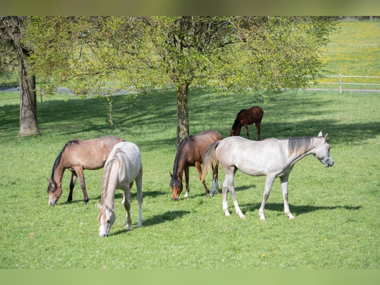 Koń czystej krwi arabskiej Klacz 1 Rok 154 cm Siwa in Gemünden (Felda)