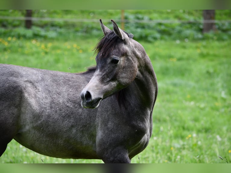 Koń czystej krwi arabskiej Klacz 1 Rok 154 cm Siwa in Reichshof