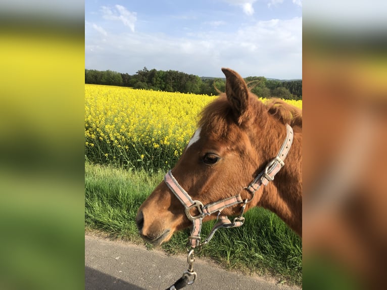Koń czystej krwi arabskiej Klacz 1 Rok 155 cm Kasztanowata in Arenrath