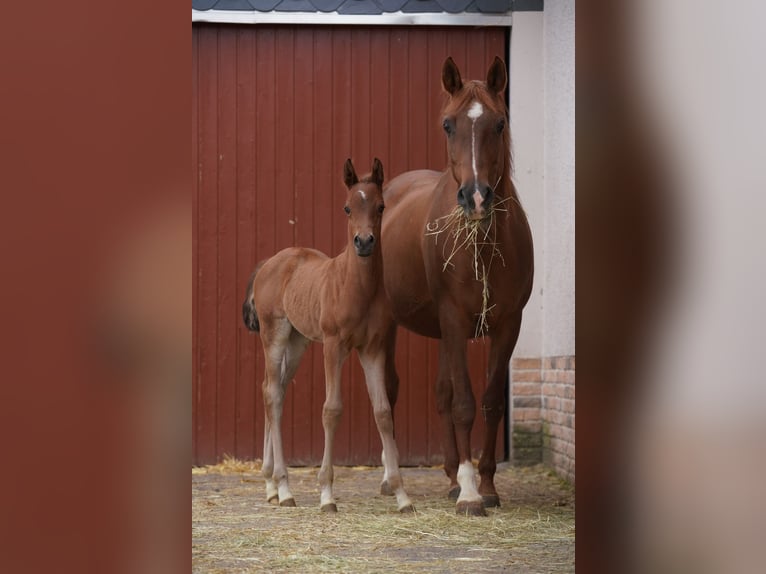 Koń czystej krwi arabskiej Klacz 1 Rok 155 cm in Gemünden (Felda)