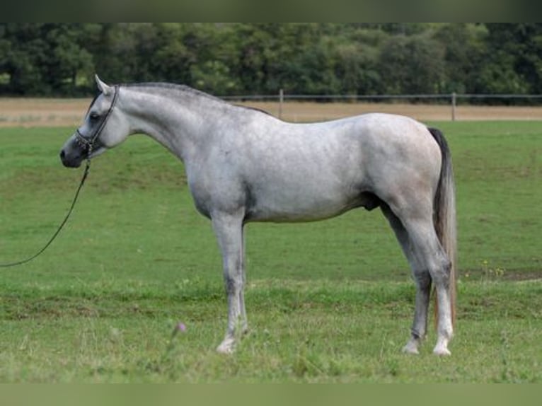 Koń czystej krwi arabskiej Klacz 1 Rok 155 cm in Gemünden (Felda)