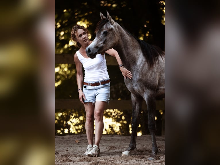 Koń czystej krwi arabskiej Klacz 1 Rok 155 cm Siwa in Reichshof