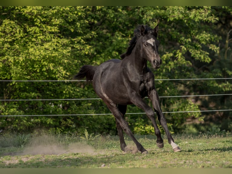 Koń czystej krwi arabskiej Klacz 1 Rok 158 cm Ciemnogniada in Ewelin