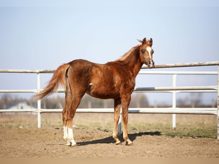 Koń czystej krwi arabskiej Klacz 1 Rok 158 cm Kasztanowata in Stryków