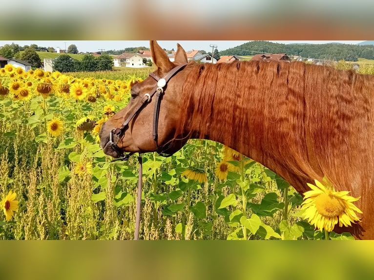 Koń czystej krwi arabskiej Klacz 1 Rok 158 cm Kasztanowata in Thurmansbang