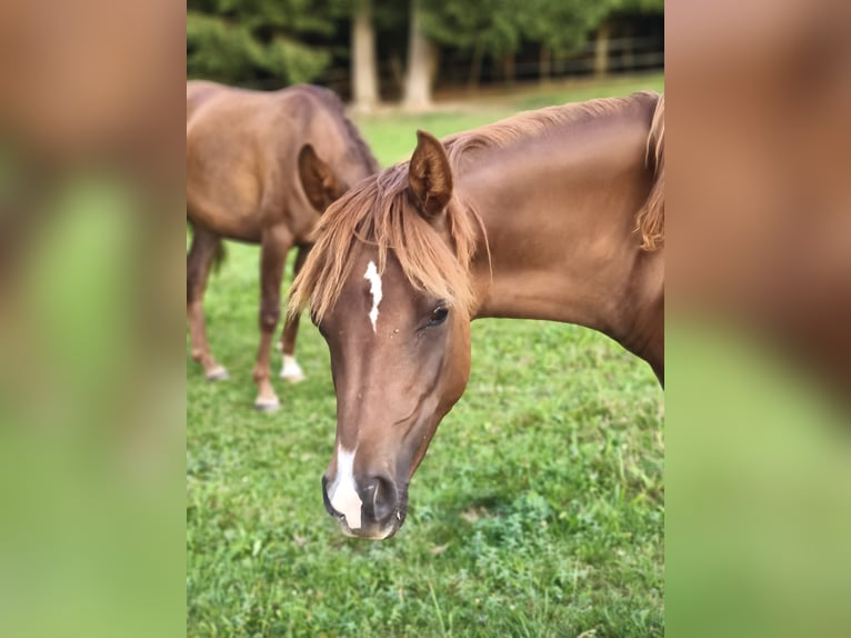 Koń czystej krwi arabskiej Klacz 1 Rok 158 cm Kasztanowata in Thurmansbang