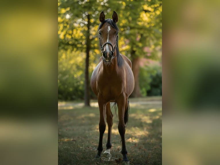 Koń czystej krwi arabskiej Klacz 1 Rok 160 cm Gniada in Theras