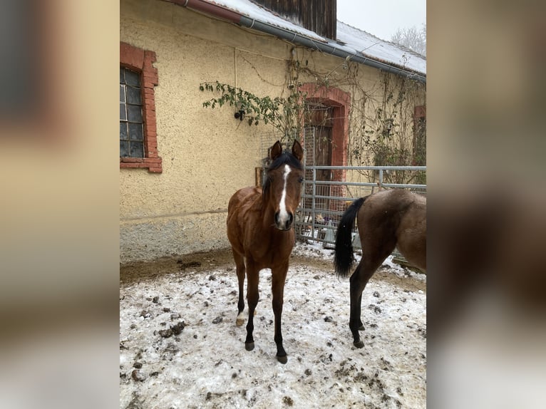 Koń czystej krwi arabskiej Klacz 1 Rok 160 cm Gniada in Theras