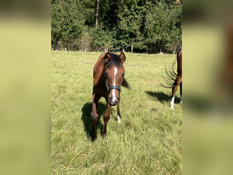 Koń czystej krwi arabskiej Klacz 1 Rok 160 cm Gniada in Theras