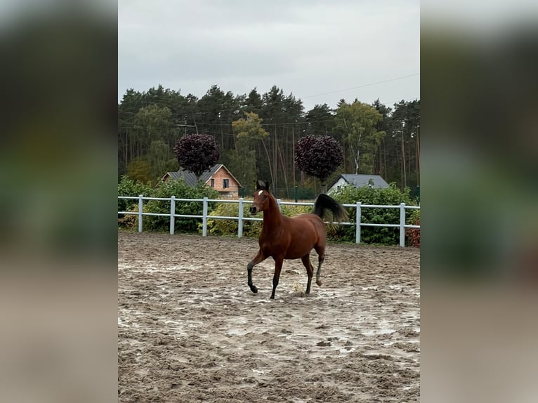 Koń czystej krwi arabskiej Klacz 1 Rok Gniada in Chachalnia