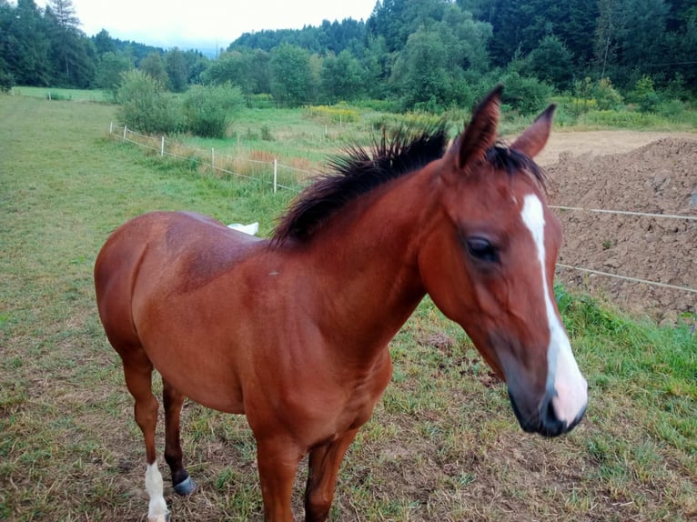 Koń czystej krwi arabskiej Klacz 1 Rok Gniada in Jankowa