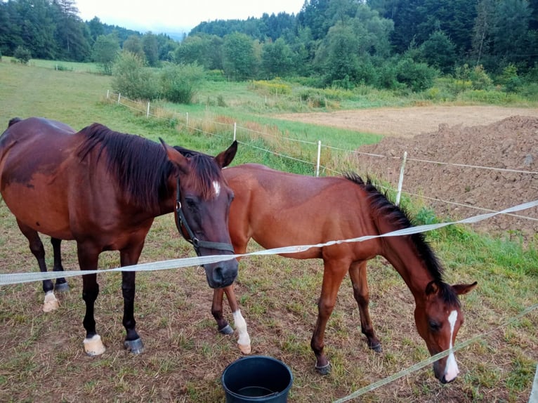 Koń czystej krwi arabskiej Klacz 1 Rok Gniada in Jankowa