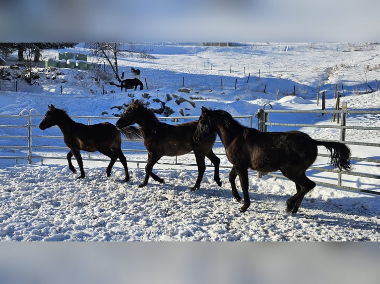 Koń czystej krwi arabskiej Klacz 1 Rok Kara in Todtnau