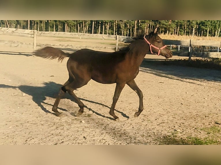 Koń czystej krwi arabskiej Klacz 1 Rok Kara in Głowno