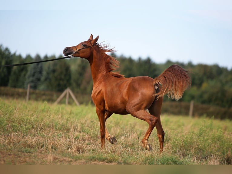 Koń czystej krwi arabskiej Klacz 1 Rok Kasztanowata in Stryk&#xF3;w