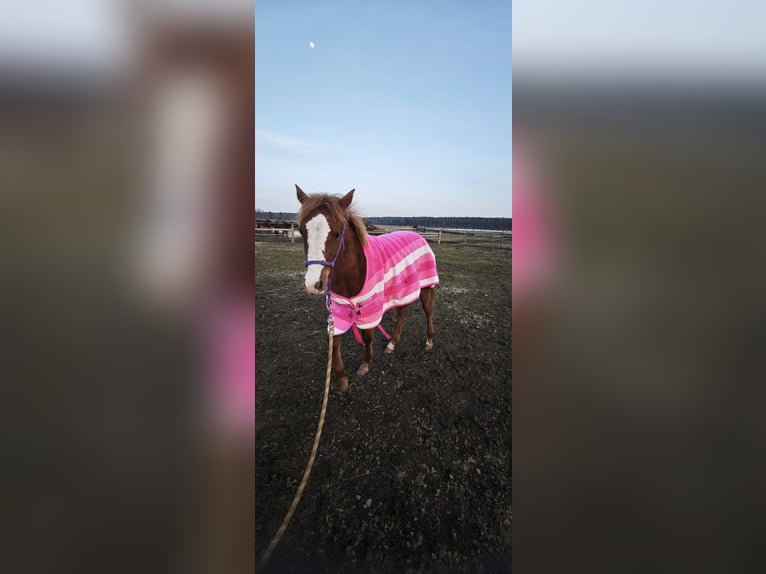 Koń czystej krwi arabskiej Klacz 1 Rok Kasztanowata in Kladruby