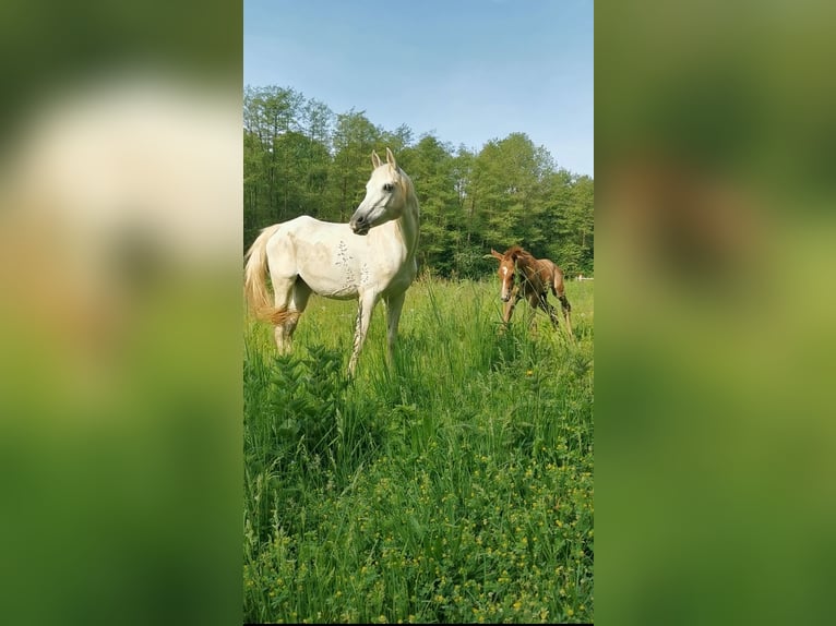 Koń czystej krwi arabskiej Klacz 1 Rok Kasztanowatodereszowata in Grafenstein
