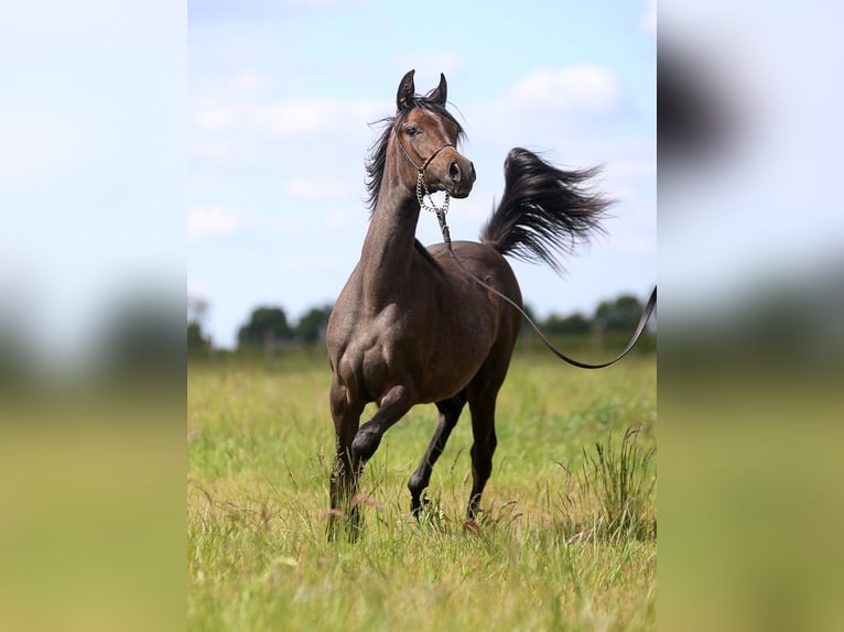 Koń czystej krwi arabskiej Klacz 1 Rok Siwa in Stryków