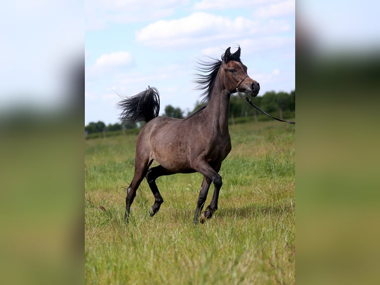 Koń czystej krwi arabskiej Klacz 1 Rok Siwa in Stryków