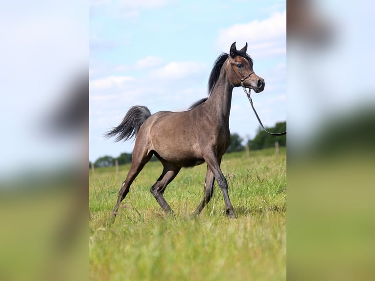 Koń czystej krwi arabskiej Klacz 1 Rok Siwa in Stryków