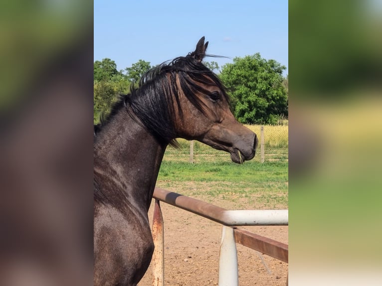Koń czystej krwi arabskiej Klacz 1 Rok Siwa in Stryk&#xF3;w
