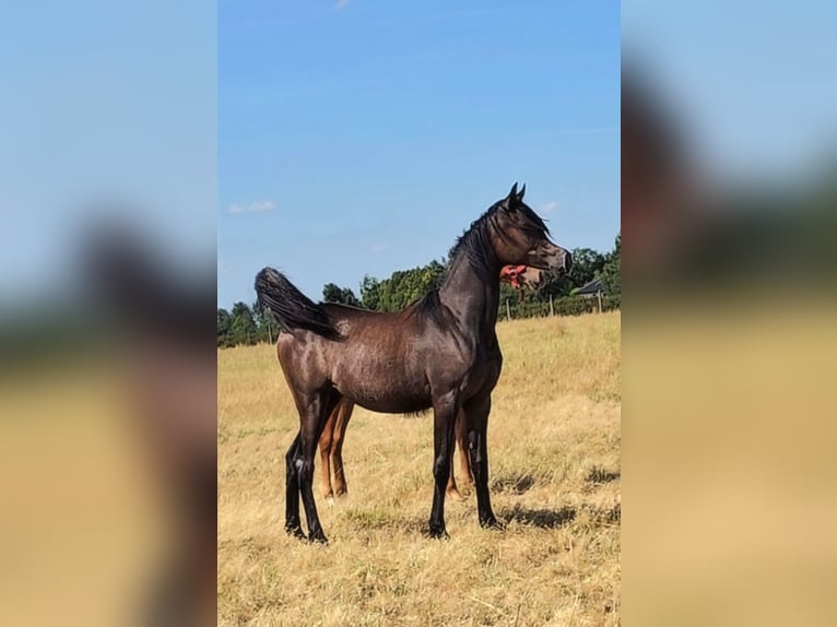 Koń czystej krwi arabskiej Klacz 1 Rok Siwa in Stryk&#xF3;w