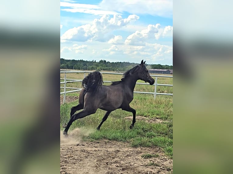 Koń czystej krwi arabskiej Klacz 1 Rok Siwa in Stryk&#xF3;w