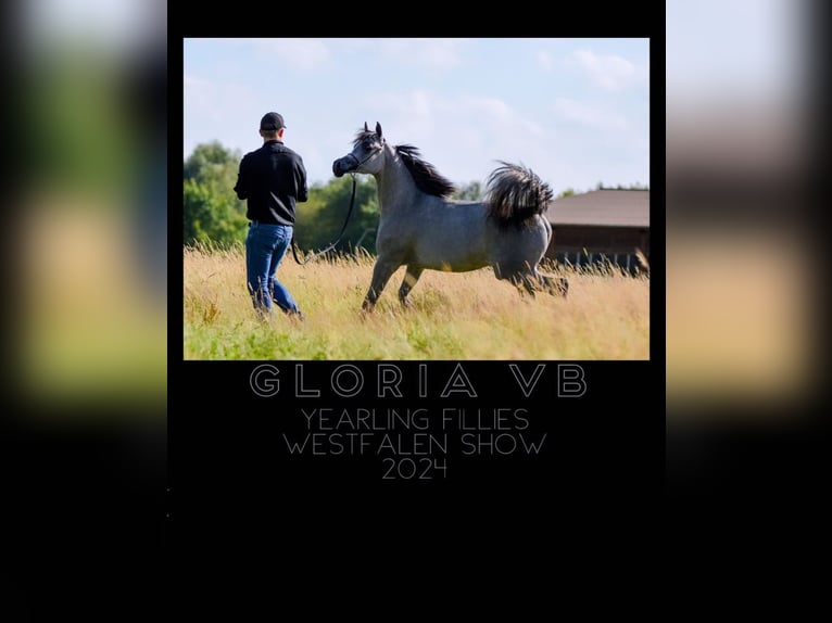 Koń czystej krwi arabskiej Klacz 1 Rok Siwa in Vreden