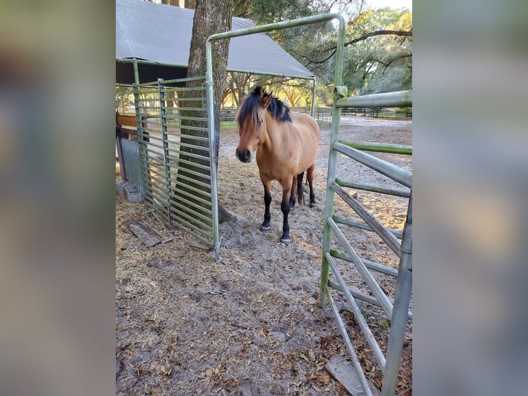Koń czystej krwi arabskiej Klacz 26 lat 152 cm Gniada in Ocala, FL