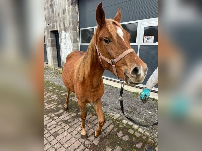 Koń czystej krwi arabskiej Klacz 2 lat 143 cm Kasztanowata in Lennestadt