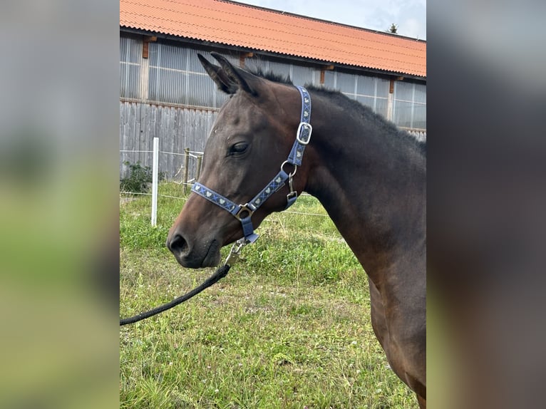 Koń czystej krwi arabskiej Klacz 2 lat 150 cm Ciemnogniada in Dietmannsried