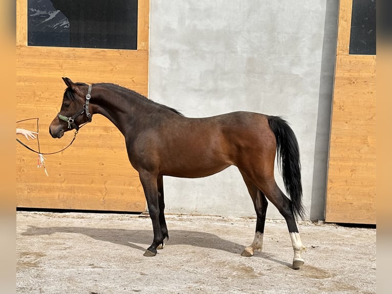 Koń czystej krwi arabskiej Klacz 2 lat 150 cm Gniada in Hinterstoder