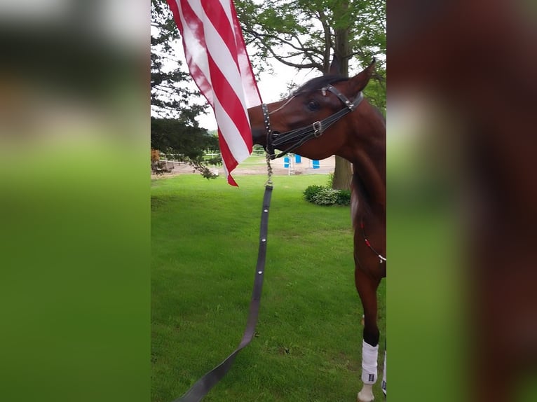 Koń czystej krwi arabskiej Klacz 2 lat 152 cm Gniada in Alexandria, MN