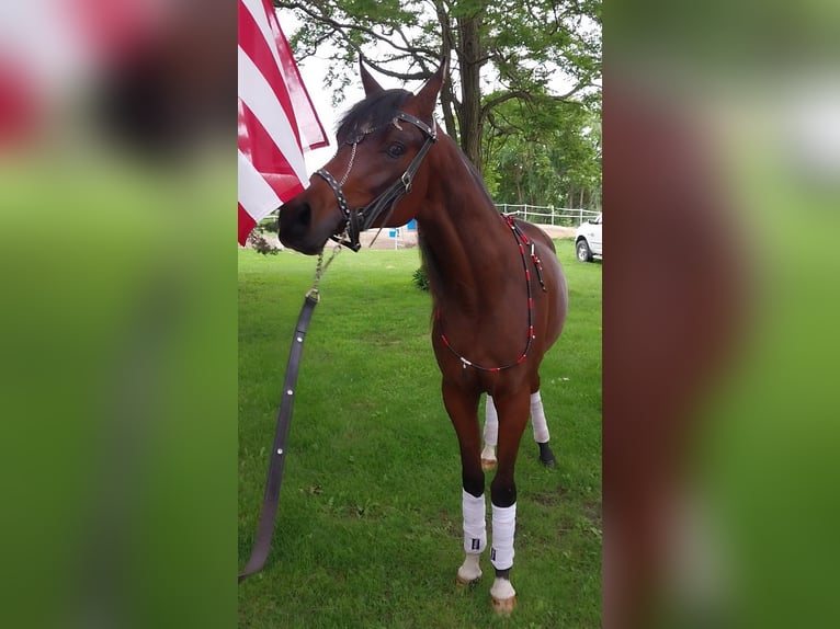 Koń czystej krwi arabskiej Klacz 2 lat 152 cm Gniada in Alexandria, MN