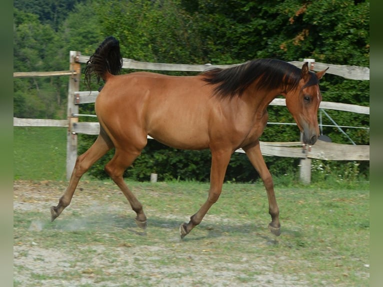 Koń czystej krwi arabskiej Klacz 2 lat 153 cm Gniada in Koprivnica