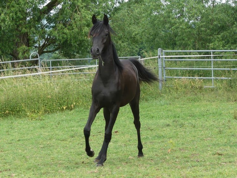 Koń czystej krwi arabskiej Klacz 2 lat 153 cm Kara in Herzberg am Harz