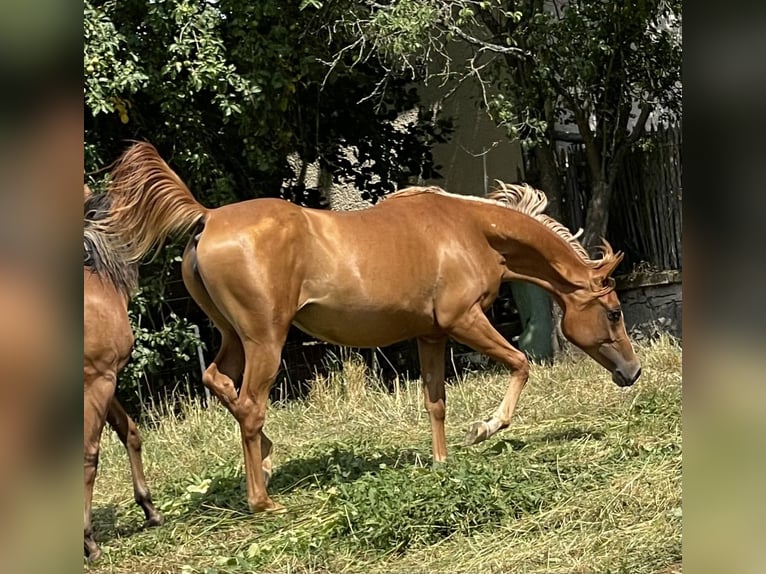 Koń czystej krwi arabskiej Klacz 2 lat 154 cm Kasztanowata in Gemünden (Felda)