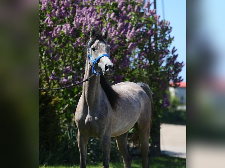 Koń czystej krwi arabskiej Klacz 2 lat 154 cm Siwa in Lodz