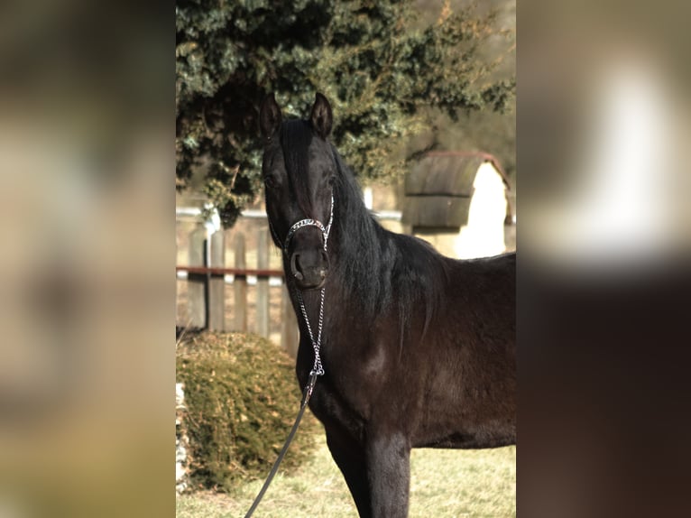 Koń czystej krwi arabskiej Klacz 2 lat 156 cm Kara in Santok