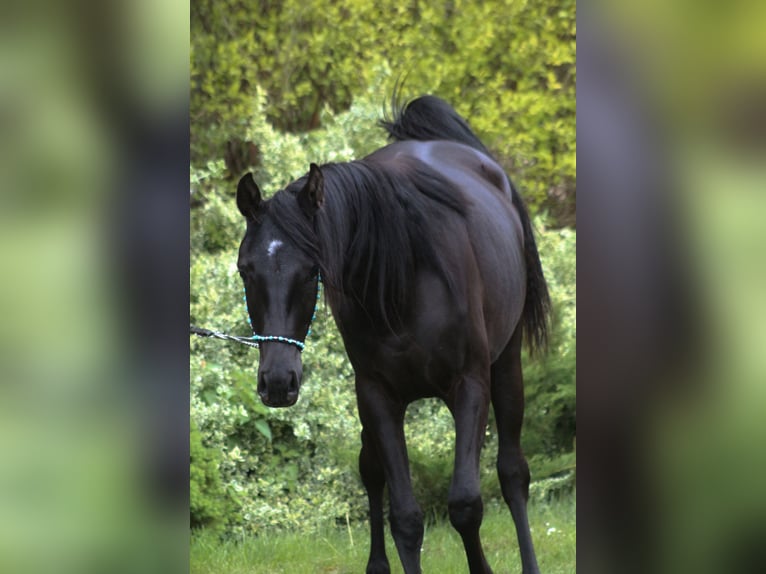 Koń czystej krwi arabskiej Klacz 2 lat 156 cm Kara in Santok