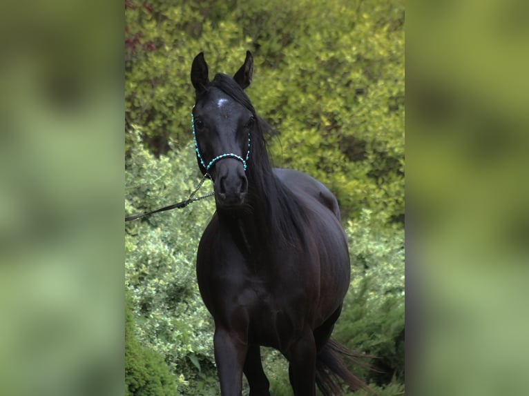 Koń czystej krwi arabskiej Klacz 2 lat 156 cm Kara in Santok