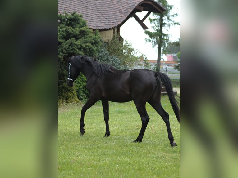 Koń czystej krwi arabskiej Klacz 2 lat 156 cm Kara in Santok